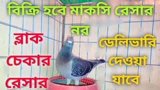 সেল করা হবে মাকসি রেসার নর। BD racing pigeon information.1879