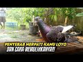 PENYEBAB MERPATI KAMU LOYO DAN CARA MEMULIHKANYA‼️