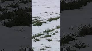 Farmers actually like getting some snow through the winter. ❄️