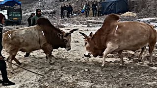 Lieh Jes na Nongkynrih 🆚 Stem Lung Piham ( Tang Malu Mala)