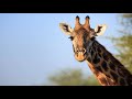 giraffe sounds effects 2 hours