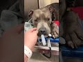 Pit Bull Mama’s Battered Body In Horrific Condition [STORY BELOW]