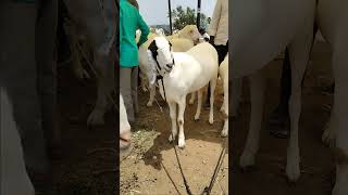 #.dewas bakra Mandi #. quality goats from #.23/6/2023