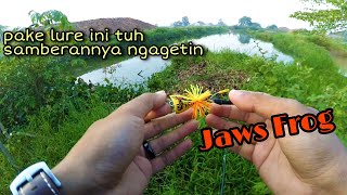 Mancing Gabus pakai Lure Jaws Frog sambarannya NGERRIIIIIHHH 😲