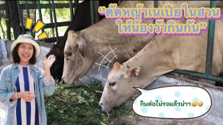 EP5.ไปตัดหญ้าเนเปียให้น้องวัว|เครื่องบดหญ้า บดละเอียดทั้งต้นเลย!!