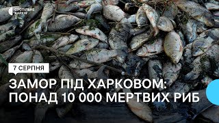 Понад 2000 мертвих риб за дві години зібрали у Студенку під Харковом: прокурори розслідують мор риби