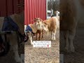 This goat family 😭  #animalsanctuary #goats #animalrescue