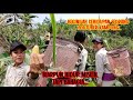 Teknik memetik jagung paling cepat dan mudah || Sumandak Kampung