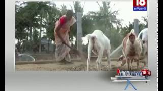 மாடு வளர்க்கும் தொழிலில் சாதித்து வரும் மாற்றுத்திறனாளி பெண்மணி - நாமக்கல்