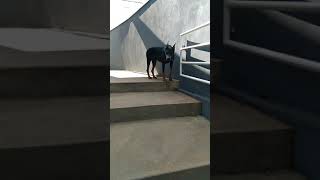 doberman ataca dono?