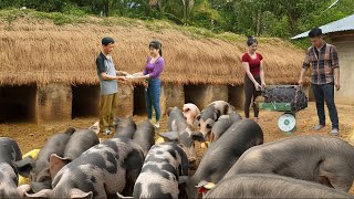 Selling A Herd Of 100KG Pigs Each After 200 Days Of Raising, Buy New Herd Of Piglets To Raise