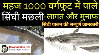 सिंघी मछली पालन के बारे में जानकारी | सिंघी मछली का पालन कैसे करें | singhi fish farming | prabhat