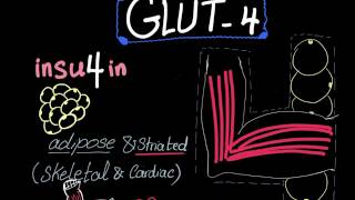 Glucose Transporter 4 (GLUT-4)