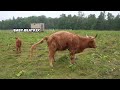 A Quiet Morning of Farm Chores