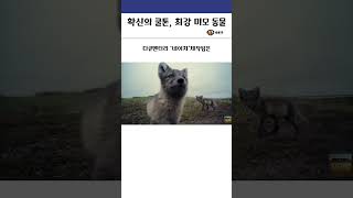 확신의 쿨톤, 최강 미모 동물