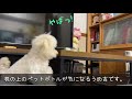 どうにも止まらない（笑）〜★トイプードルのうめ吉くん（160日目 ★ umekichi diary of poodle dog