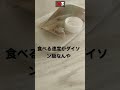 見つめるちびケロ