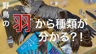 野鳥の羽から種類が識別できるようになろう！！