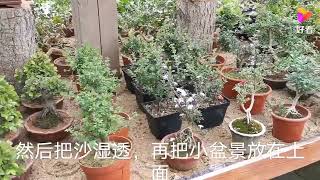 夏季小盆景一不注意就枯死掉了，怎么解决呢？听听农民怎么说