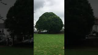 Hornbeam (Carpinus betulus) - tree - June 2018