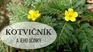 Kotvičník zemní účinky - Zdraví z přírody