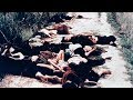 Remembering the My Lai Massacre: Seymour Hersh on Uncovering the Horrors of Mass Murder in Vietnam