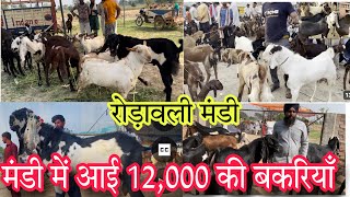 बीटल नस्ल की 12000 में आई रोडवाली बकरा मंडी में सस्ती बकरियाँ beetal goat market