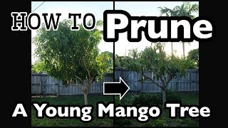 How to Prune a Young Mango Tree in 20 minutes!