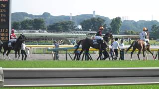 2014/05/24東京競馬場：メイステークス