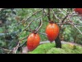 2015 11 26 老爺柿盆栽 chinese persimmon bonsai