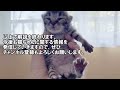 子猫のオスメスの見分け方【獣医師解説】