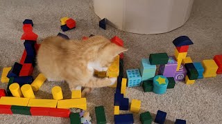Tiny Tango Throwback