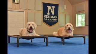 Sam (Labradoodle) Boot Camp Dog Training Video Demonstration