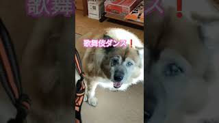 かわいいダンスでじいじを挑発する犬のムーちゃん