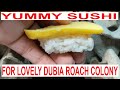 Massive Dubia Roach Colony VS Sushi. Feeding Feeder Roach Time Lapse B.Dubia Roaches Farming