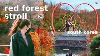 korea in the fall 🇰🇷🍂 a walk in hwadam forest