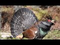 capercaillie attack