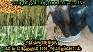 ஆடுகளுக்கான அடர்தீவனம்|Weight Gaining food for Goats|அடர்தீவனம்|@breederstamil9850