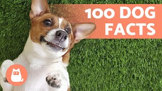 100 FACTS About DOGS That Will Surprise You 🐶🐾 Discover them!