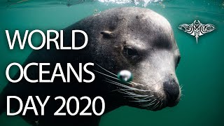 World Oceans Day 2020 | Micronesian Conservation Coalition | Our Ocean