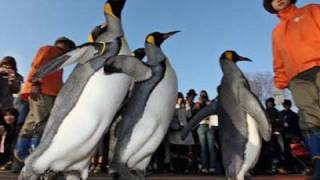 オウサマペンギン　上野動物園で冬のお散歩