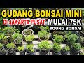 Berkunjung Ke Rumah Om Rudy - Young Bonsai