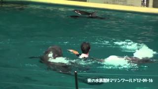 【HD】夜の水族館@マリンワールド海の中道/12-09-16-006