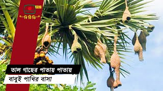 এক তালগাছে ২ শতাধিক বাবুই পাখির বাসা || Weaver Bird | Palm Tree | BTV