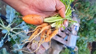 Avoid this Common Compost Mistake! | Gardening in Trinidad and Tobago