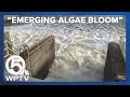 'Emerging algae bloom' on Lake Okeechobee concerns environmental groups, residents