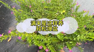 满天星这样养轻松爆盆