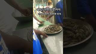 খাটি পদ্মা নদীর ৫ পিছ ইলিশ মাছের দাম ৫৭০০ টাকা / big fish / mawa fish market / #fish