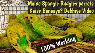 How to Produce Spangle Budgies at Home