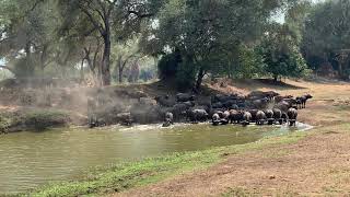 Wildebeest Migration